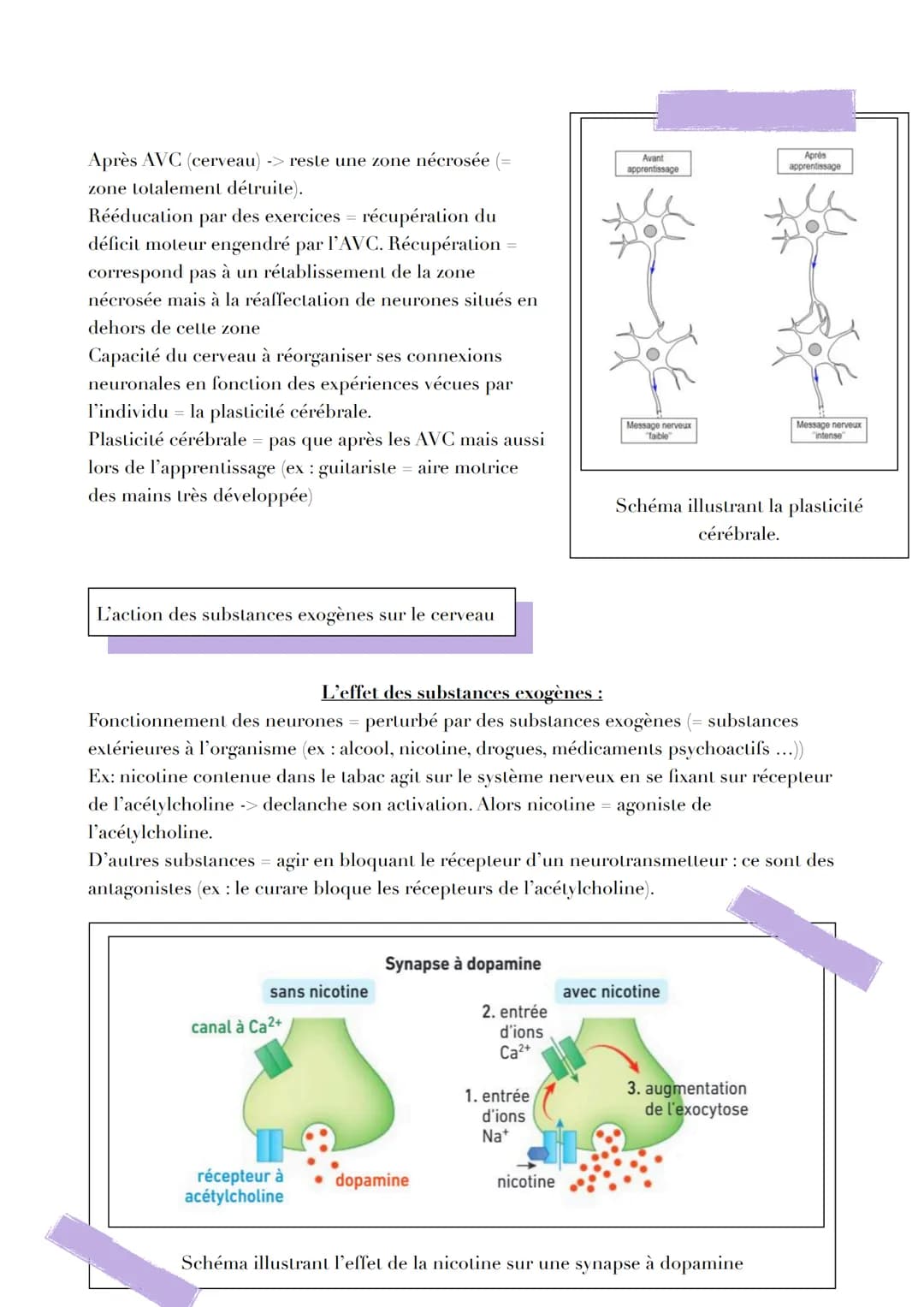 LE CERVEAU
Introduction
Réflexe myotatique = mécanisme expliquant les contractions non volontaires des muscles
grâce aux messages circulant 