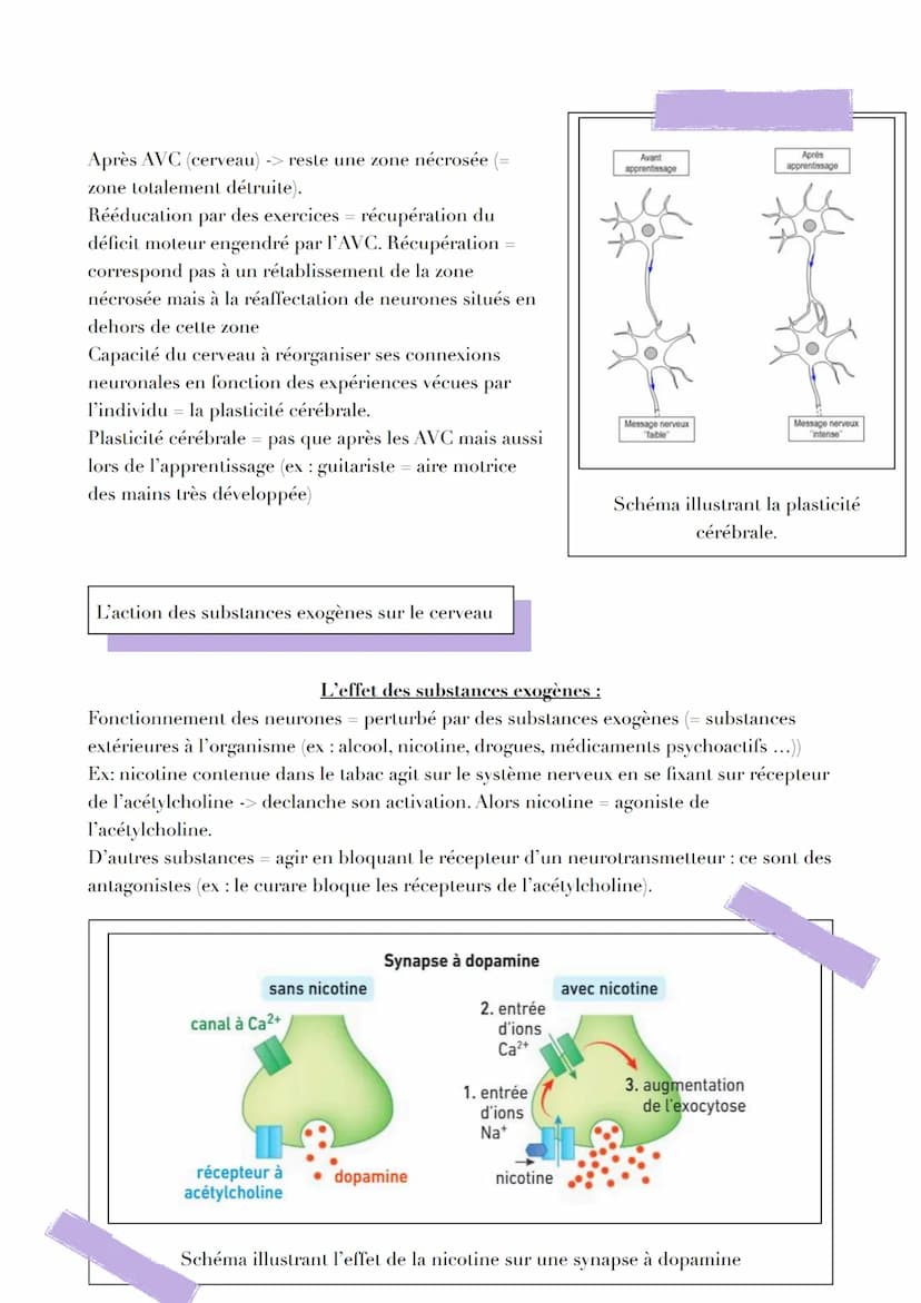 LE CERVEAU
Introduction
Réflexe myotatique = mécanisme expliquant les contractions non volontaires des muscles
grâce aux messages circulant 