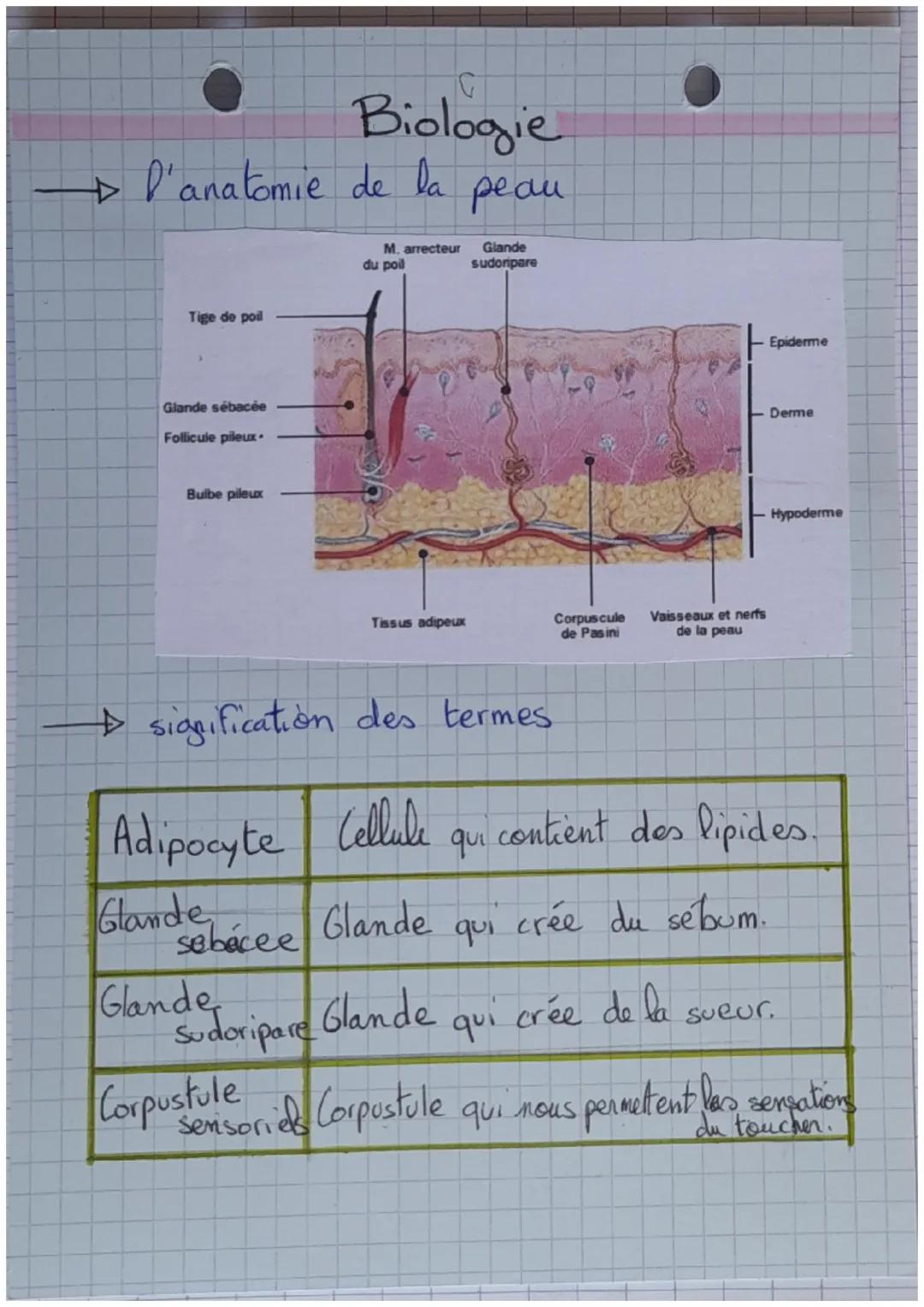 C
Biologie
→→→D'anatomie de la peau

Tige de poil
M. arrecteur
du poil
Glande
sudoripare

Glande sébacée
Follicule pileux.

Bulbe pileux

Ti