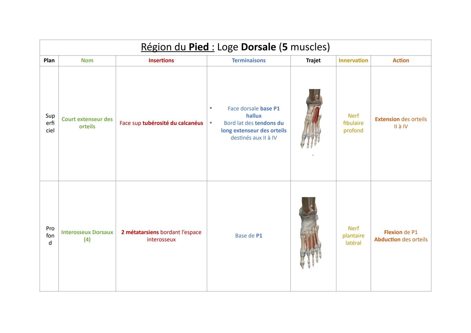Plan
Sup
erfi
ciel
Pro
fon
d
Nom
Court extenseur des
orteils
Région du Pied: Loge Dorsale (5 muscles)
Insertions
Trajet
Face sup tubérosité 