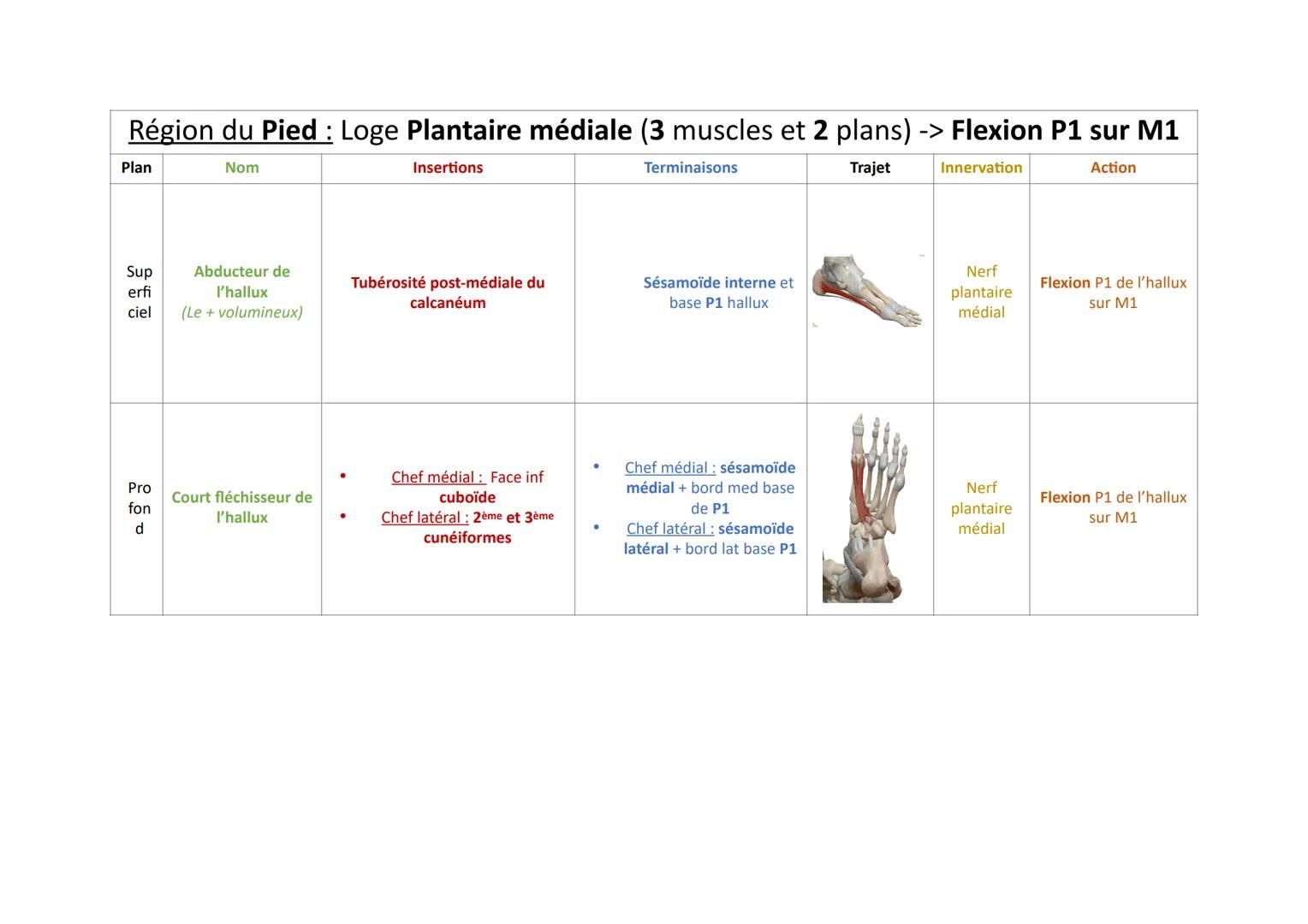 Plan
Sup
erfi
ciel
Pro
fon
d
Nom
Court extenseur des
orteils
Région du Pied: Loge Dorsale (5 muscles)
Insertions
Trajet
Face sup tubérosité 