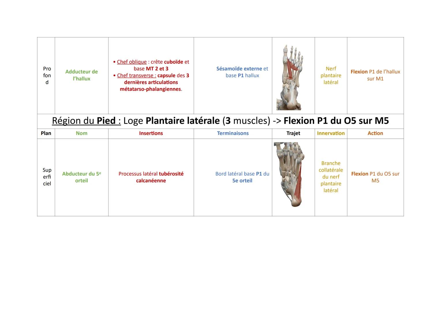 Plan
Sup
erfi
ciel
Pro
fon
d
Nom
Court extenseur des
orteils
Région du Pied: Loge Dorsale (5 muscles)
Insertions
Trajet
Face sup tubérosité 