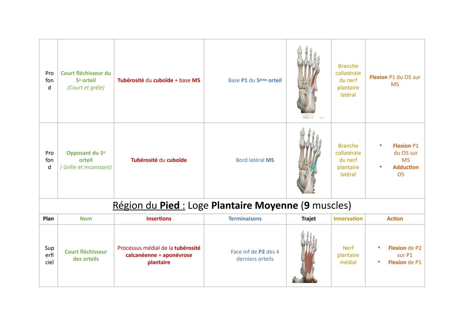 Plan
Sup
erfi
ciel
Pro
fon
d
Nom
Court extenseur des
orteils
Région du Pied: Loge Dorsale (5 muscles)
Insertions
Trajet
Face sup tubérosité 