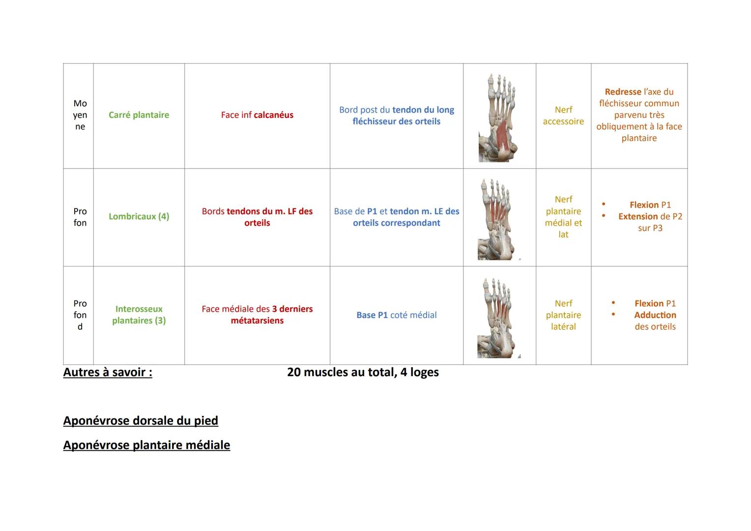 Plan
Sup
erfi
ciel
Pro
fon
d
Nom
Court extenseur des
orteils
Région du Pied: Loge Dorsale (5 muscles)
Insertions
Trajet
Face sup tubérosité 