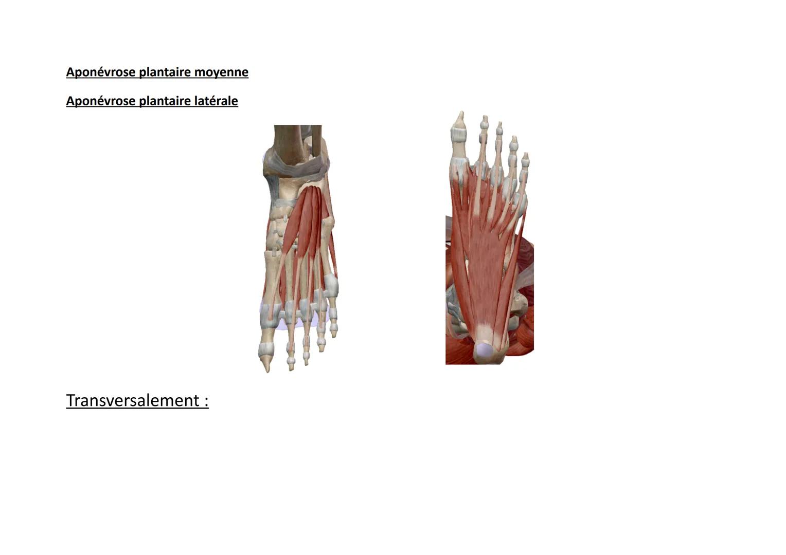 Plan
Sup
erfi
ciel
Pro
fon
d
Nom
Court extenseur des
orteils
Région du Pied: Loge Dorsale (5 muscles)
Insertions
Trajet
Face sup tubérosité 