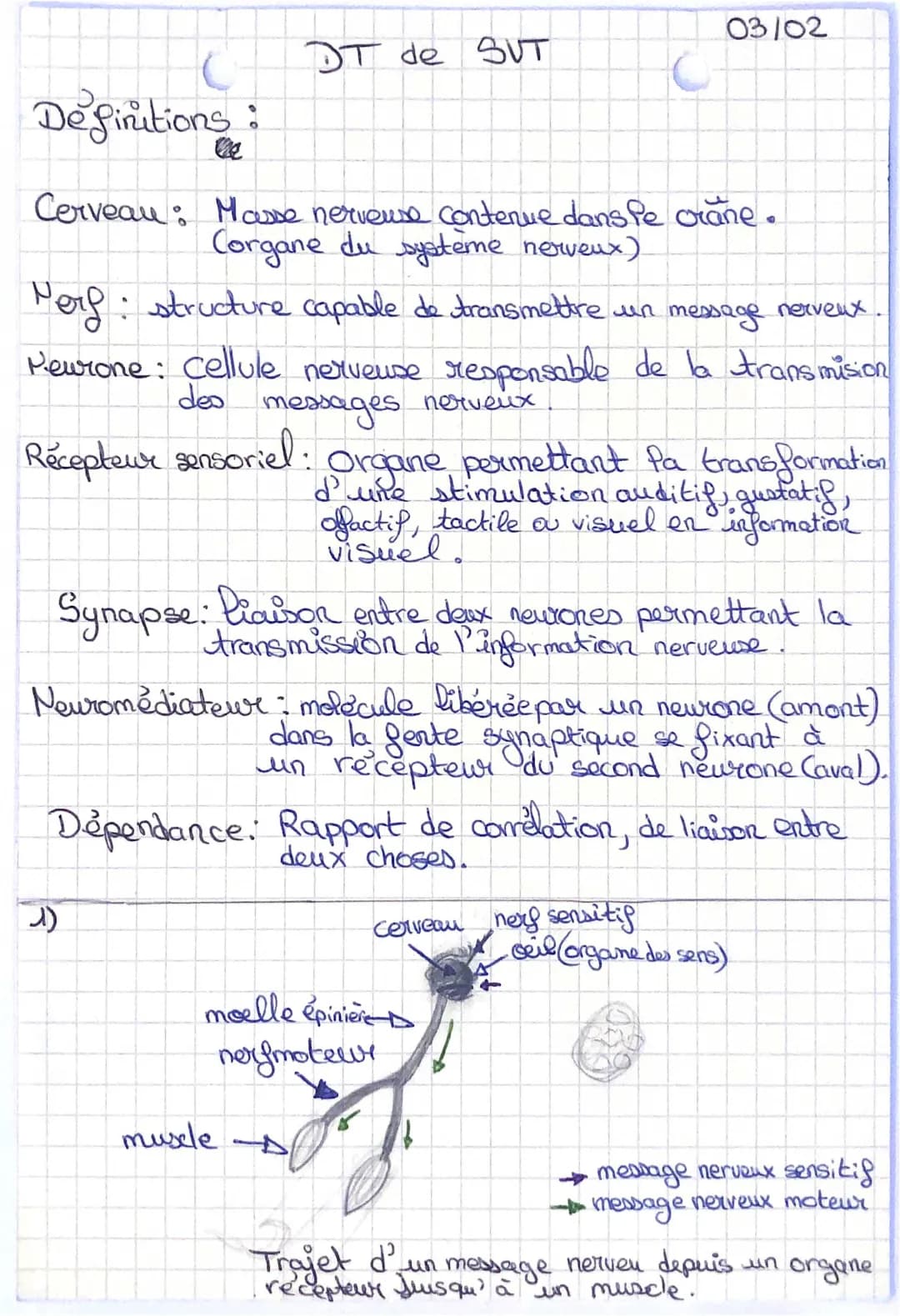 SVT : Schéma et Fonctionnement du Système Nerveux
