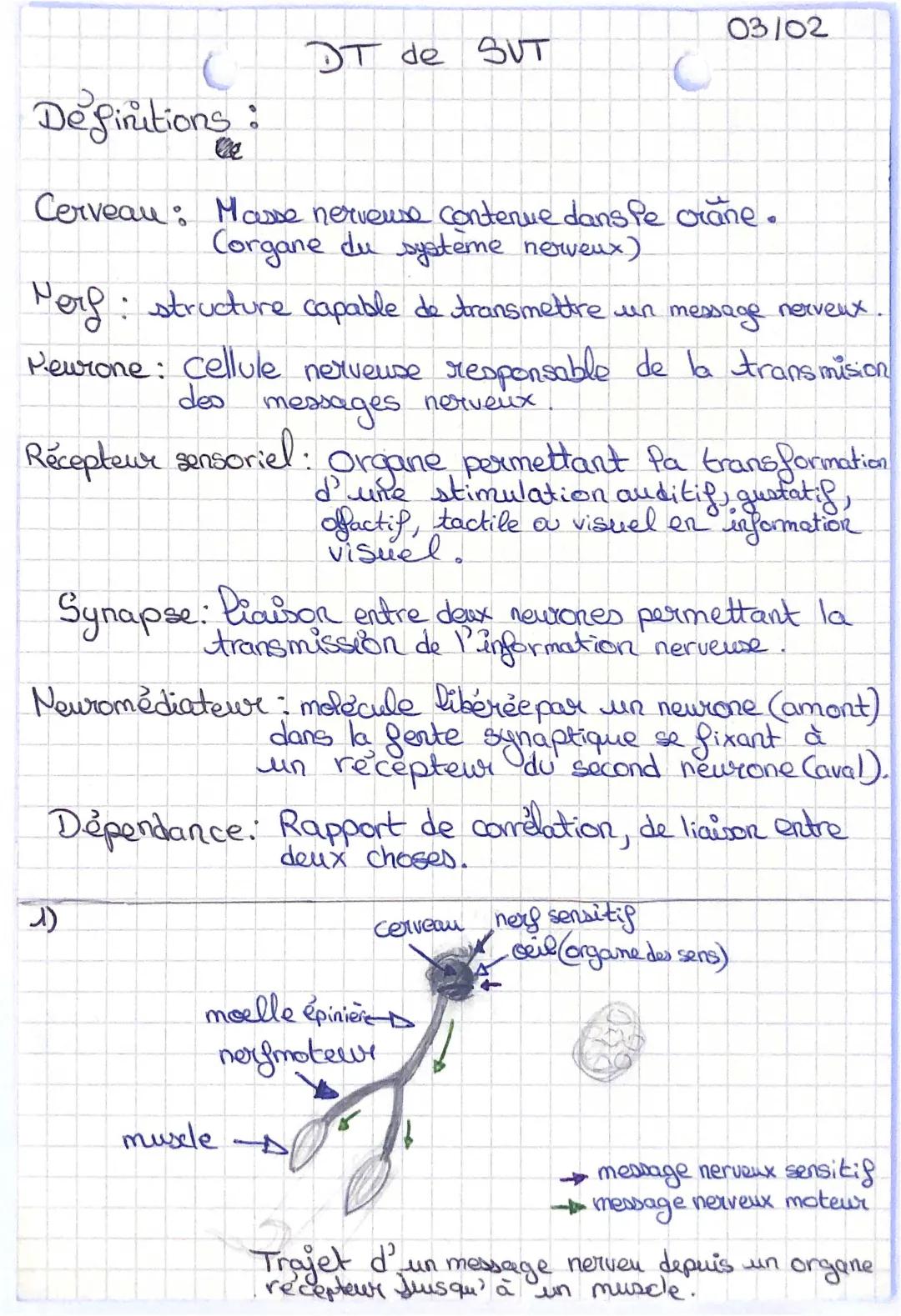 Les parties du cerveau et leurs fonctions : Schéma du système nerveux