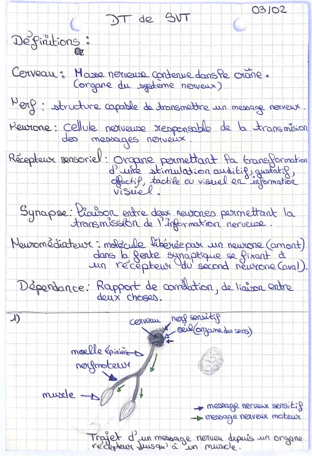 DT de SUT
Definitions:
Cerveau Masse nerveuse contenue dans le crane.
Corgane du système nerveux)
Nerf • structure capable de transmettre un