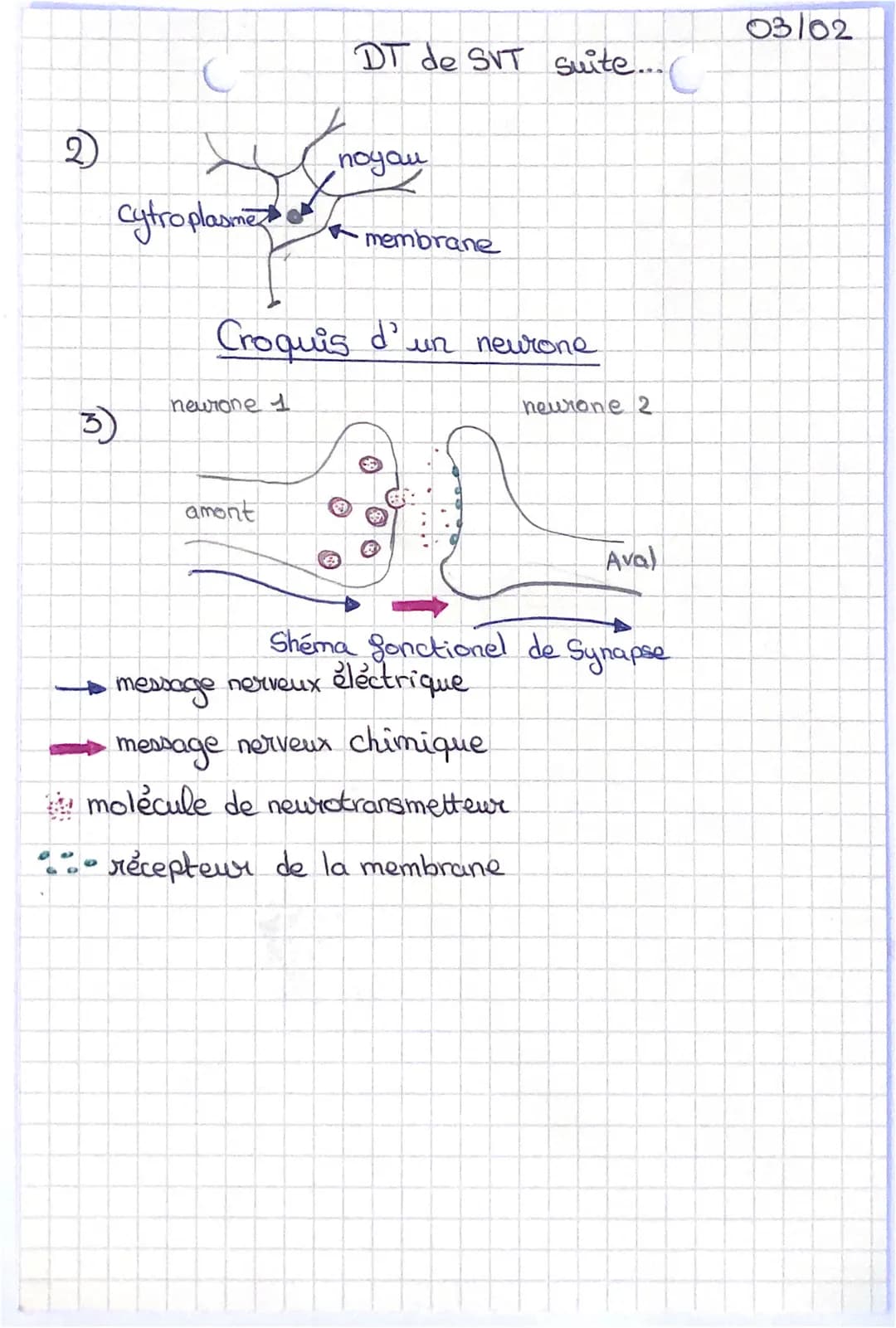 DT de SUT
Definitions:
Cerveau Masse nerveuse contenue dans le crane.
Corgane du système nerveux)
Nerf • structure capable de transmettre un