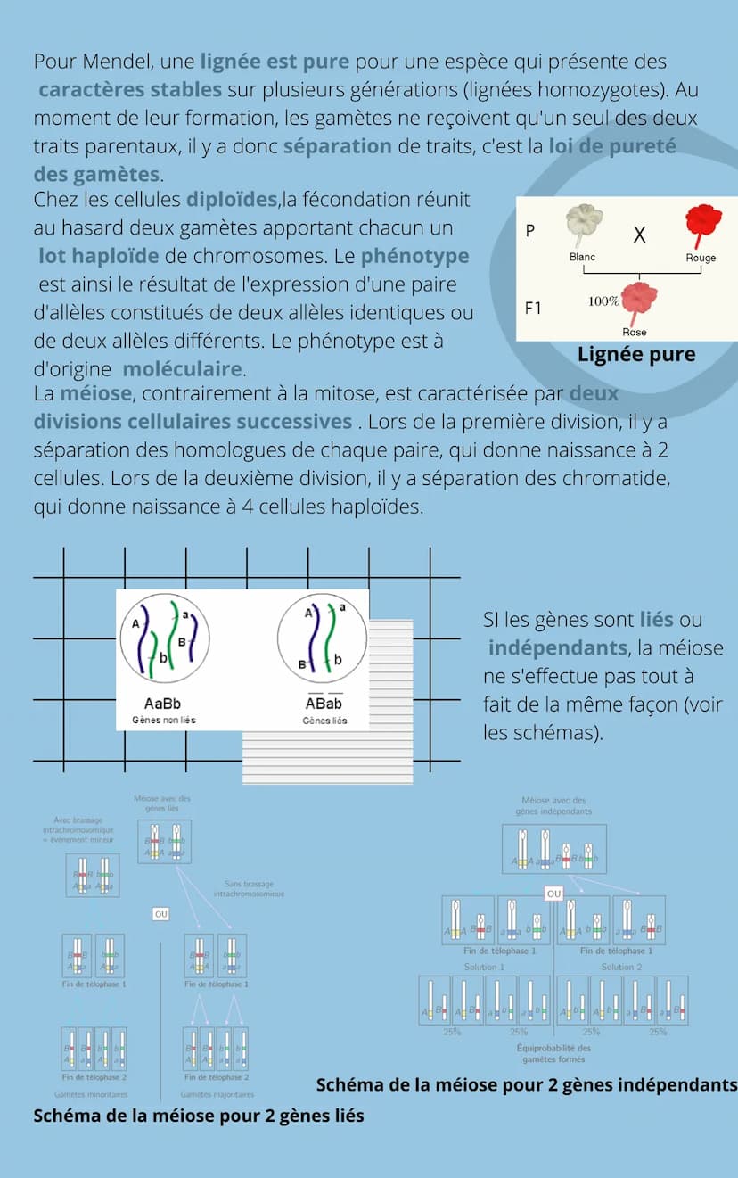 THEME
4
CHAPITRE 1: L'ORIGINE DU
GÉNOTYPE DES INDIVIDUS INTRODUCTION
Tous les individus d'une espèce se distinguent les uns des autres
par d