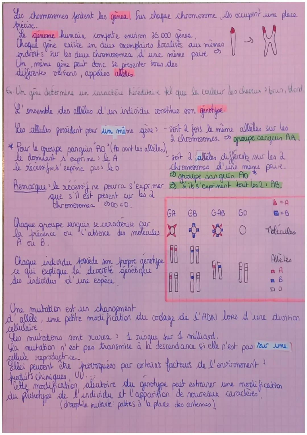 Allele version d'un gène donne
Caryotype document présentant l'ensemble des chromosomes d'une cellule,
classés par paves de taille décroissa