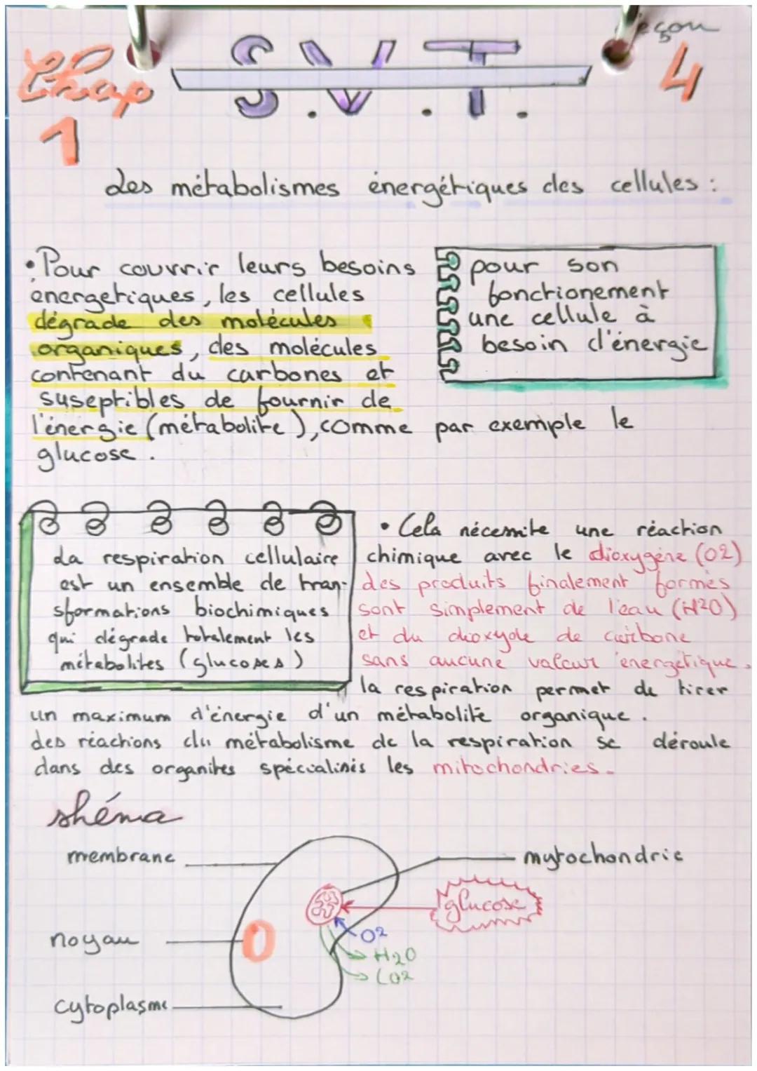 Chop
1
S
Les métabolismes énergétiques cles cellules:
74
• Pour couvrir leurs besoins
energetiques, les cellules
degrade des molécules
organ