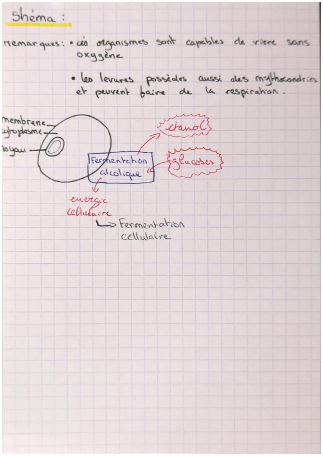 Chop
1
S
Les métabolismes énergétiques cles cellules:
74
• Pour couvrir leurs besoins
energetiques, les cellules
degrade des molécules
organ