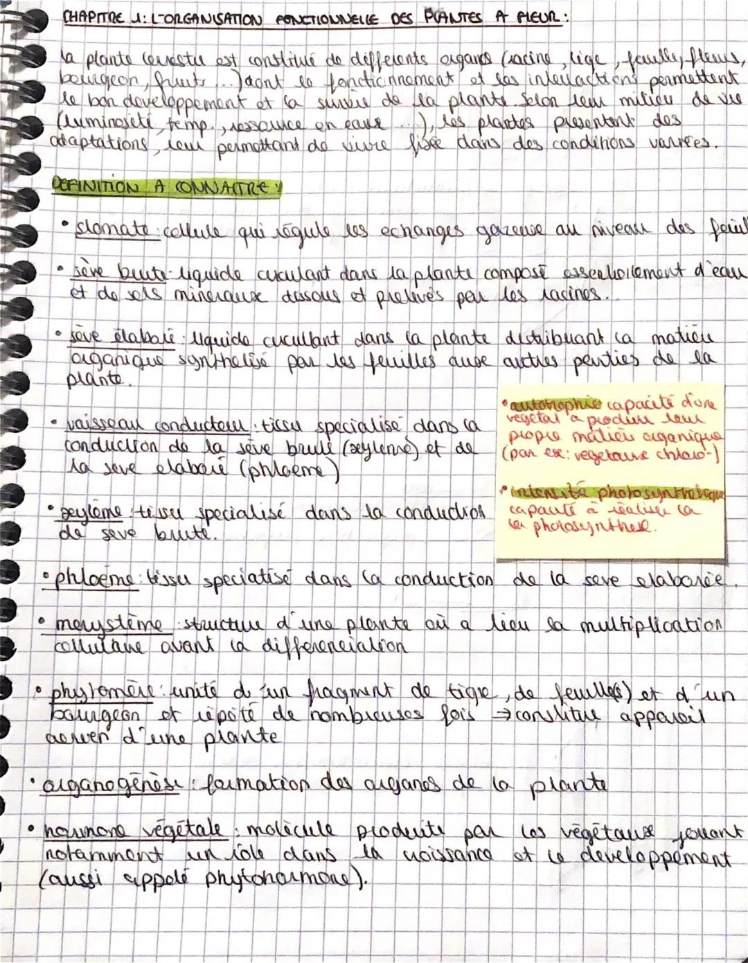 Organisation fonctionnelle des plantes à fleurs - Schéma & Fiche de révision SVT Terminale