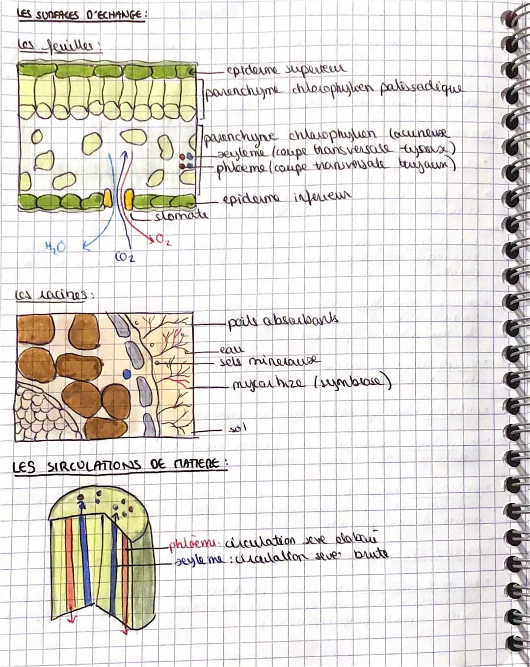 CHAPITRE 1: L-ORGANISATION FONCTIONNELLE DES PLANTES A FLEUR:
la plante cevreste est constitué de differents arganos Cracine, lige famille, 