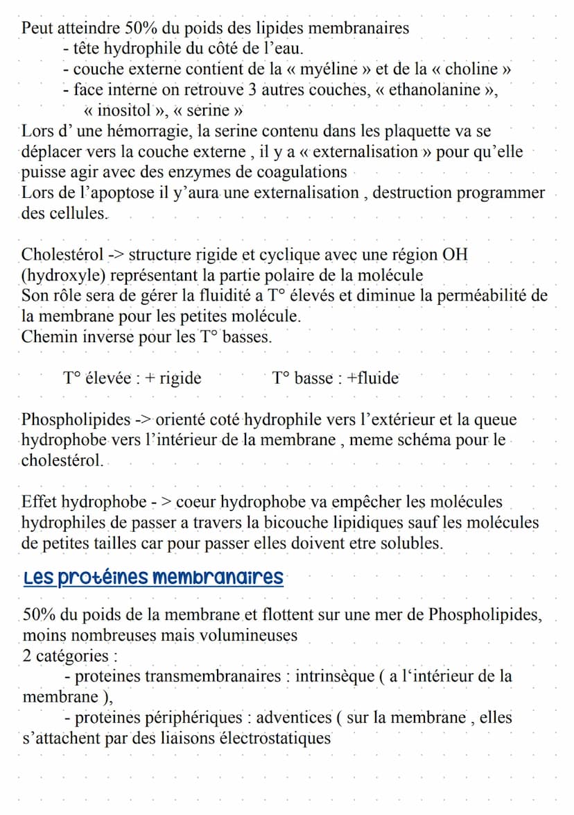 Warembane Bramiques
STRUCTURE:
Bicouche lipidique, où se trouve des protéines (~ 50%) et des lipides (~ 50%), comprenant
aussi des glucides 
