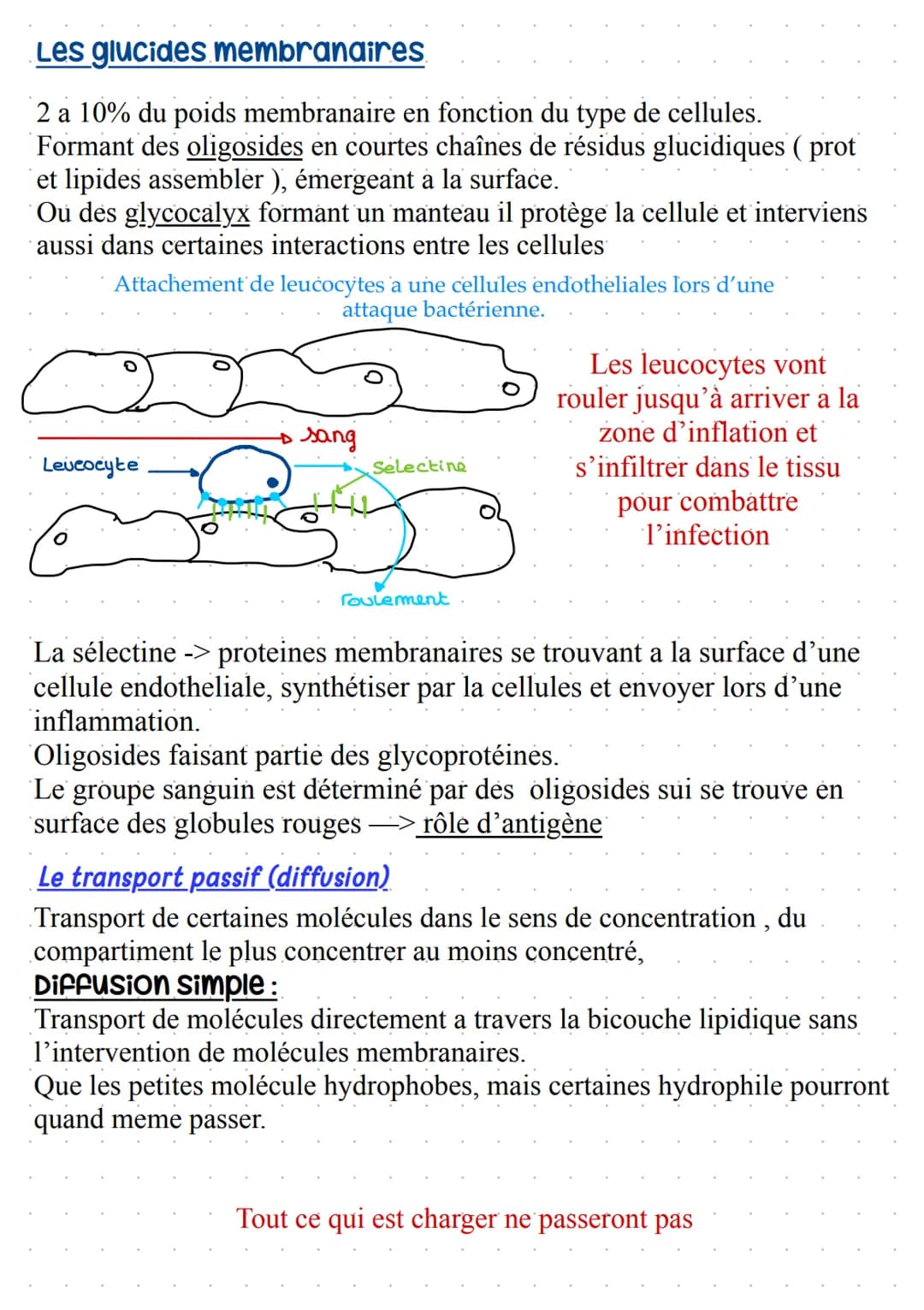 Warembane Bramiques
STRUCTURE:
Bicouche lipidique, où se trouve des protéines (~ 50%) et des lipides (~ 50%), comprenant
aussi des glucides 