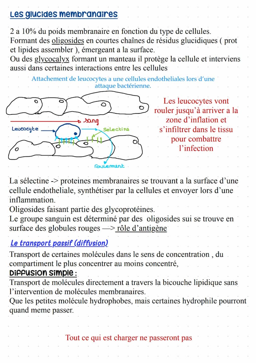 Warembane Bramiques
STRUCTURE:
Bicouche lipidique, où se trouve des protéines (~ 50%) et des lipides (~ 50%), comprenant
aussi des glucides 