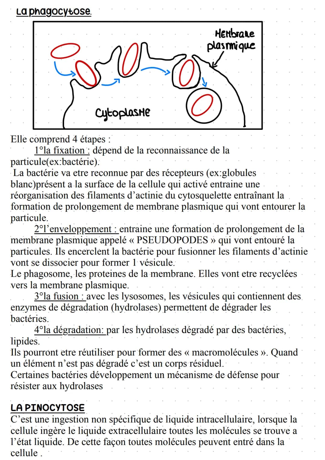 Warembane Bramiques
STRUCTURE:
Bicouche lipidique, où se trouve des protéines (~ 50%) et des lipides (~ 50%), comprenant
aussi des glucides 