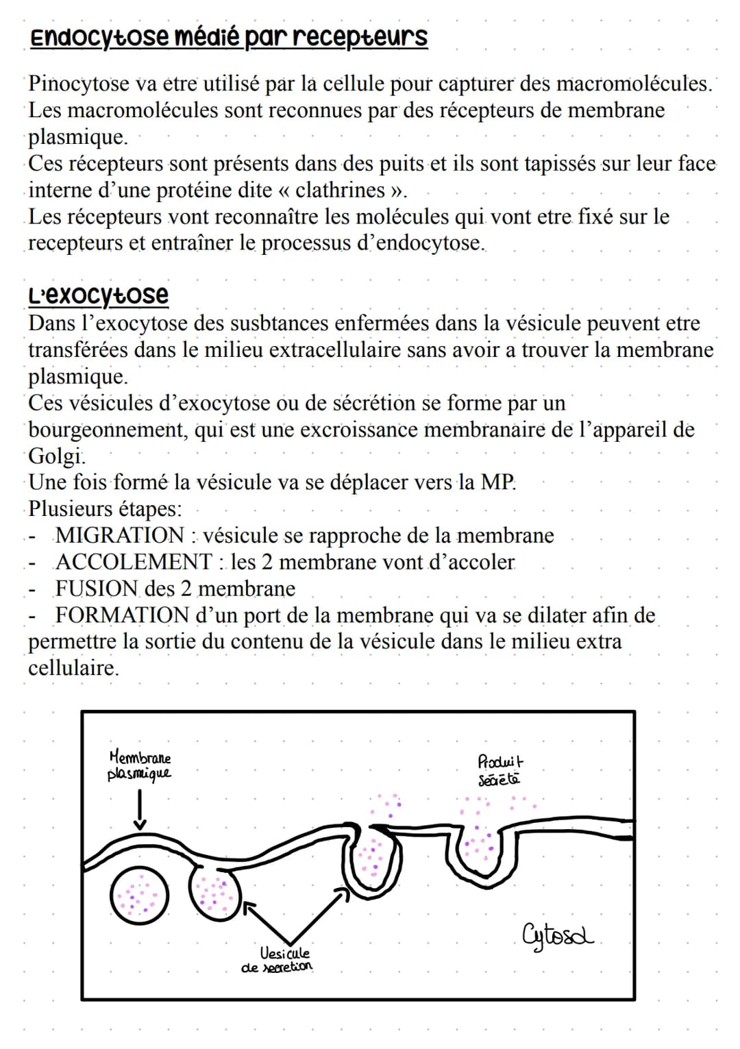 Warembane Bramiques
STRUCTURE:
Bicouche lipidique, où se trouve des protéines (~ 50%) et des lipides (~ 50%), comprenant
aussi des glucides 