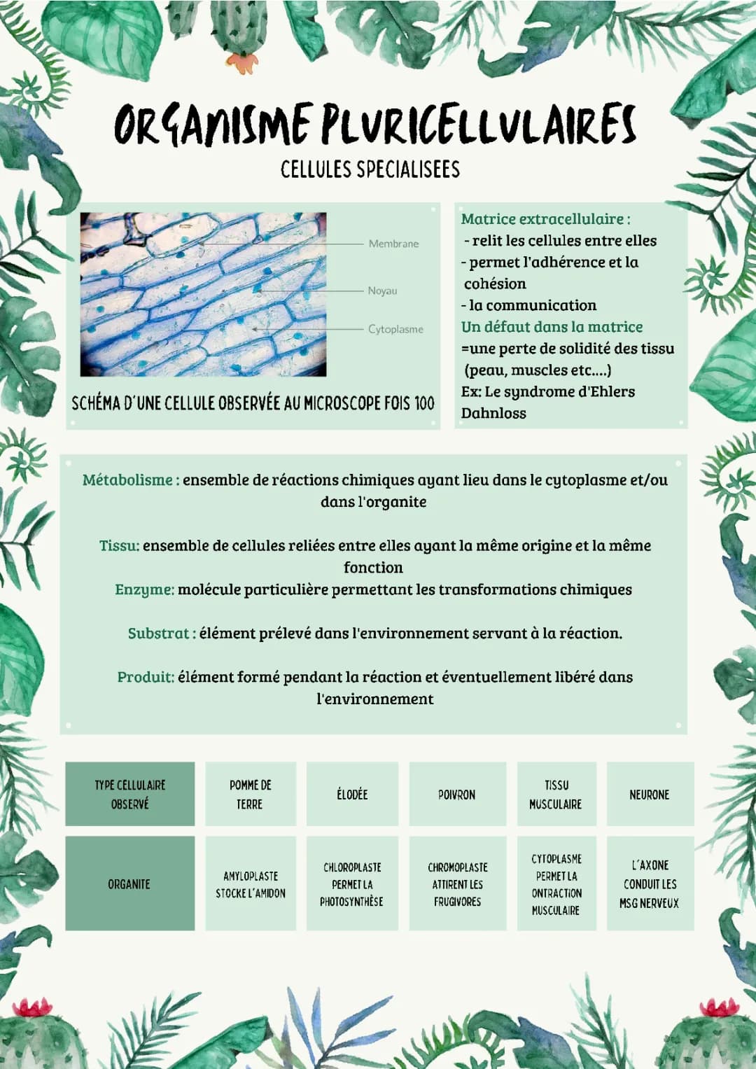 Organisme pluricellulaire 