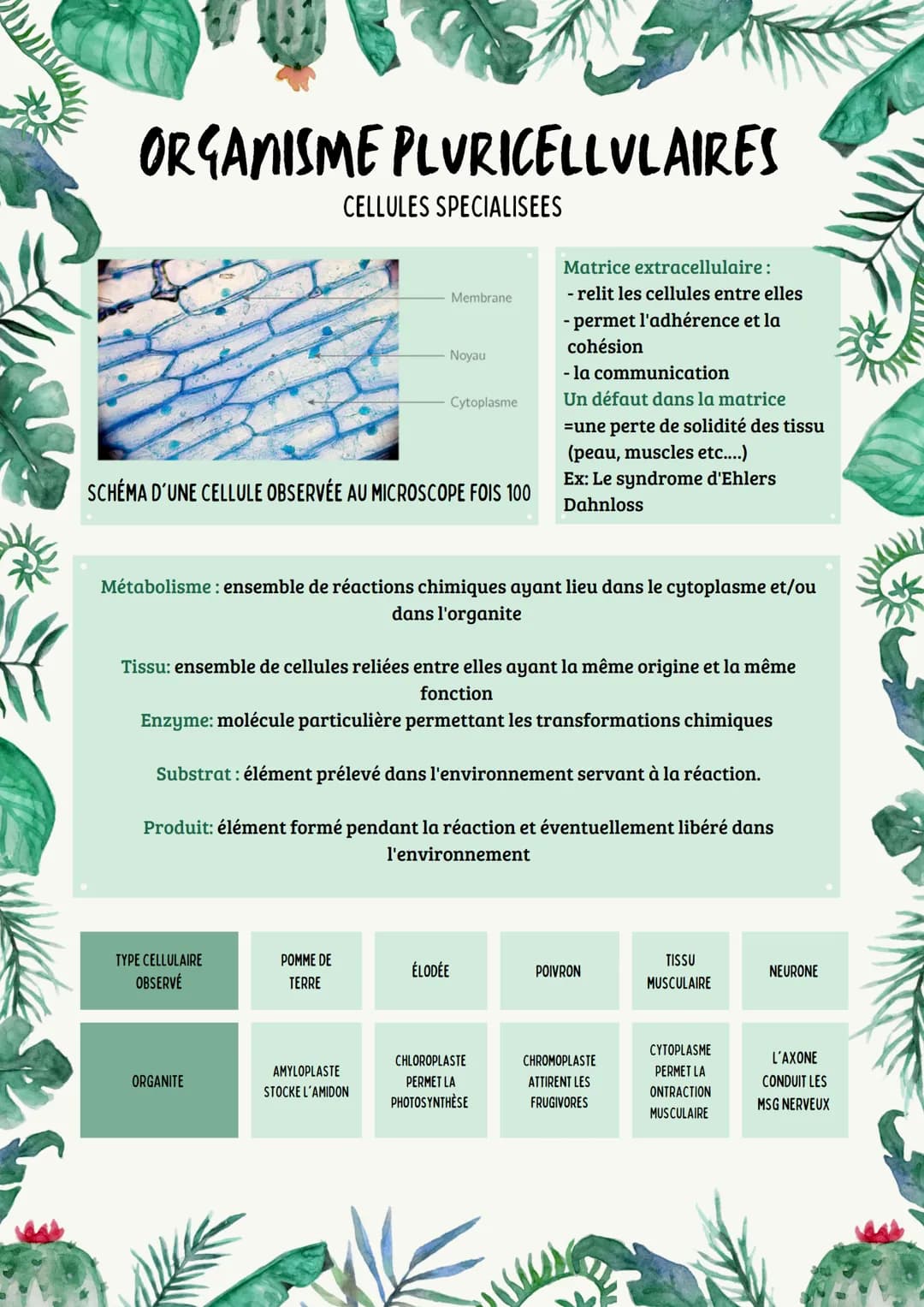 ORGANISME PLURICELLULAIRES
CELLULES SPECIALISEES
TYPE CELLULAIRE
OBSERVÉ
SCHÉMA D'UNE CELLULE OBSERVÉE AU MICROSCOPE FOIS 100
ORGANITE
POMME