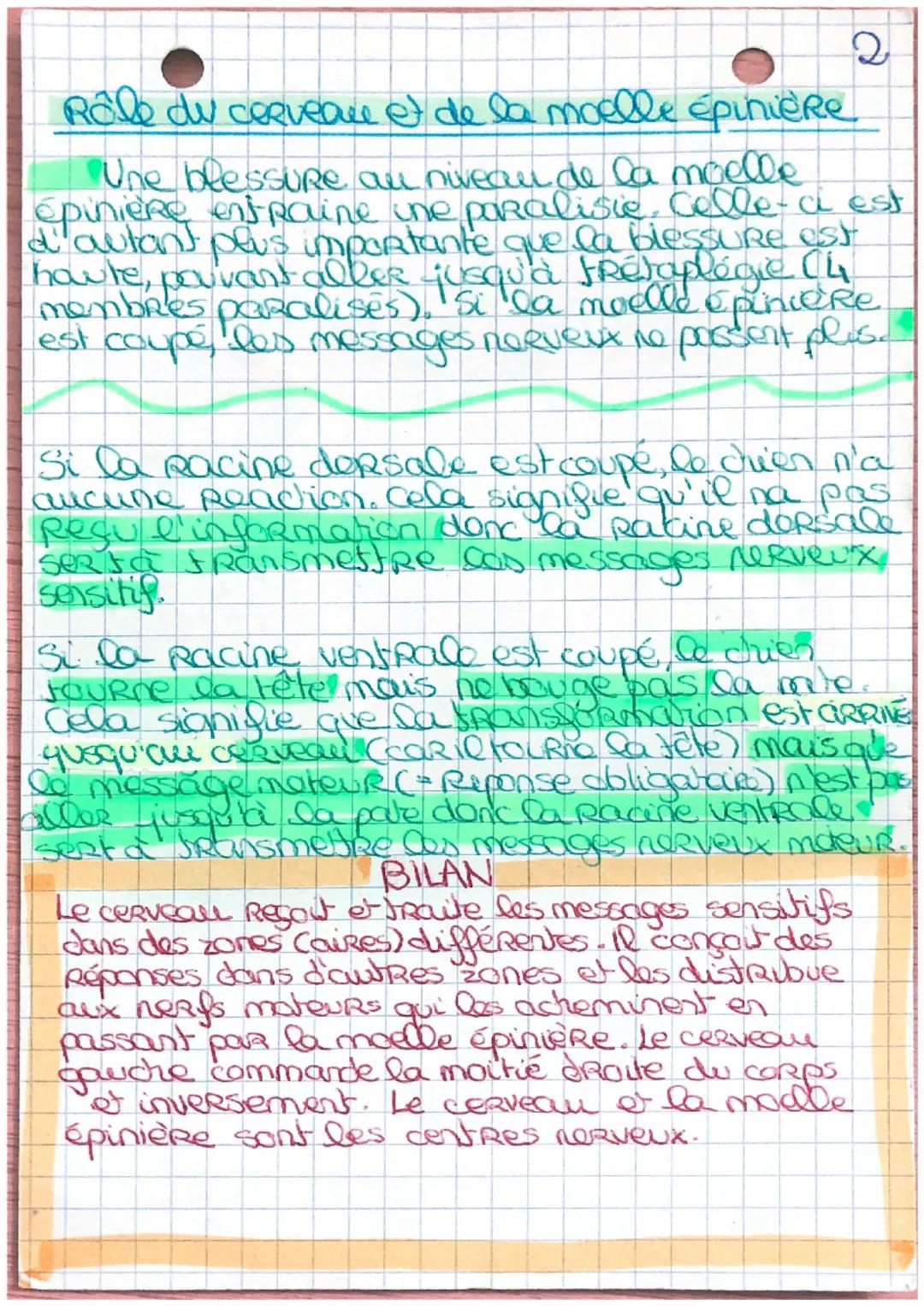 SVT
L'effort physique et sa commande
nerveuse
message nerveux
organes sensoriels sens correspondant
les yeux
Le nez
les oreilles
la langue
(