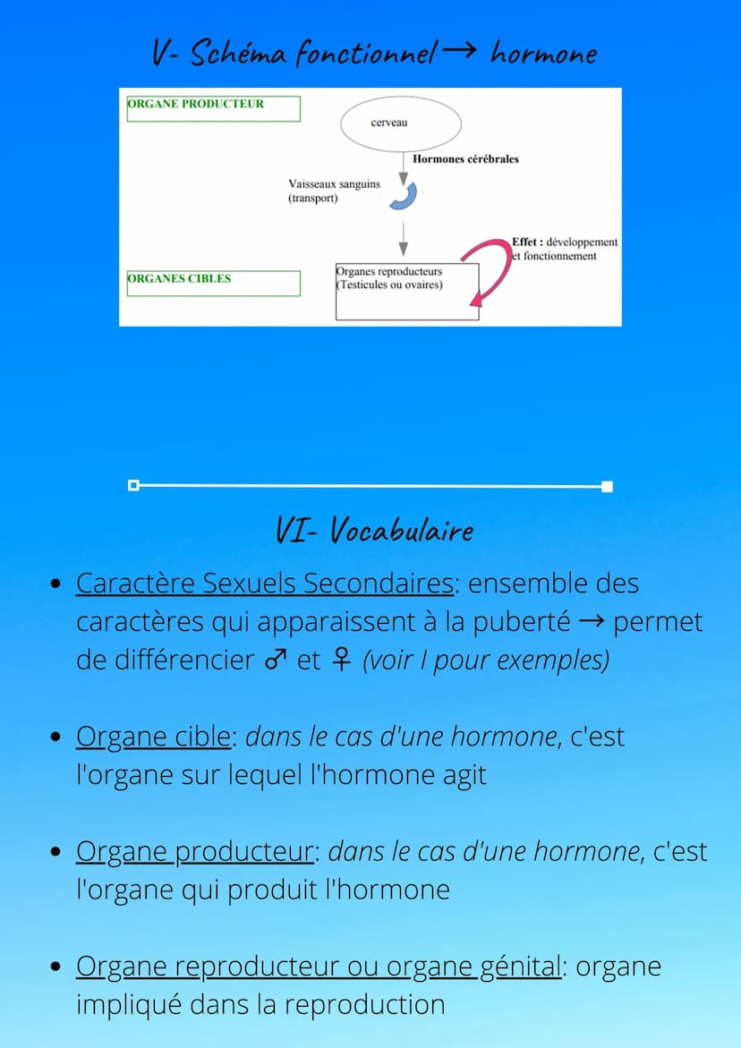 SUT - 4ÈME
Devenir capable de transmettre la vie
I- Transformations du corps à la puberté
Puberté = période de transition entre l'enfance et