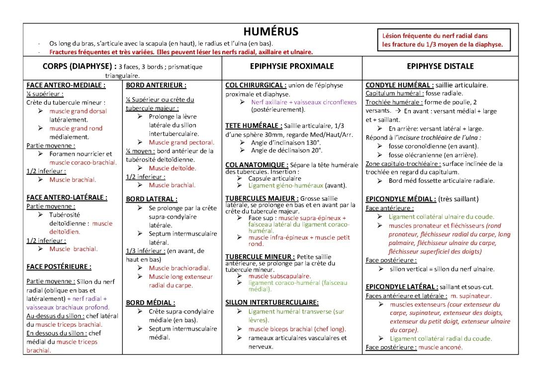 Humérus