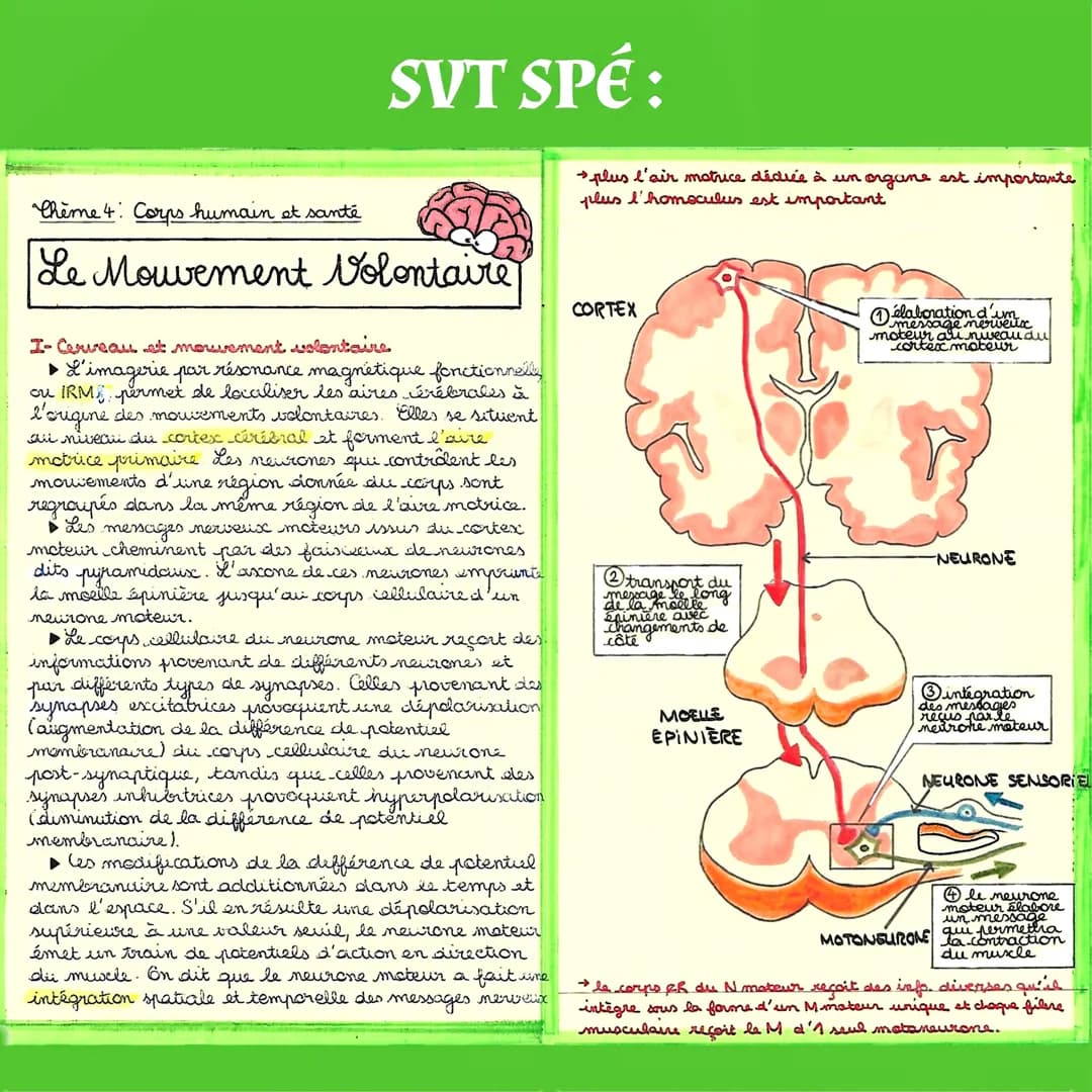 SVT SPÉ:
Chème 4: Corps humain et santé
Le Mouvement Volontaire
I-Cerveau et mouvement volontaire
▶ L'imagerie par résonance magnétique fonc