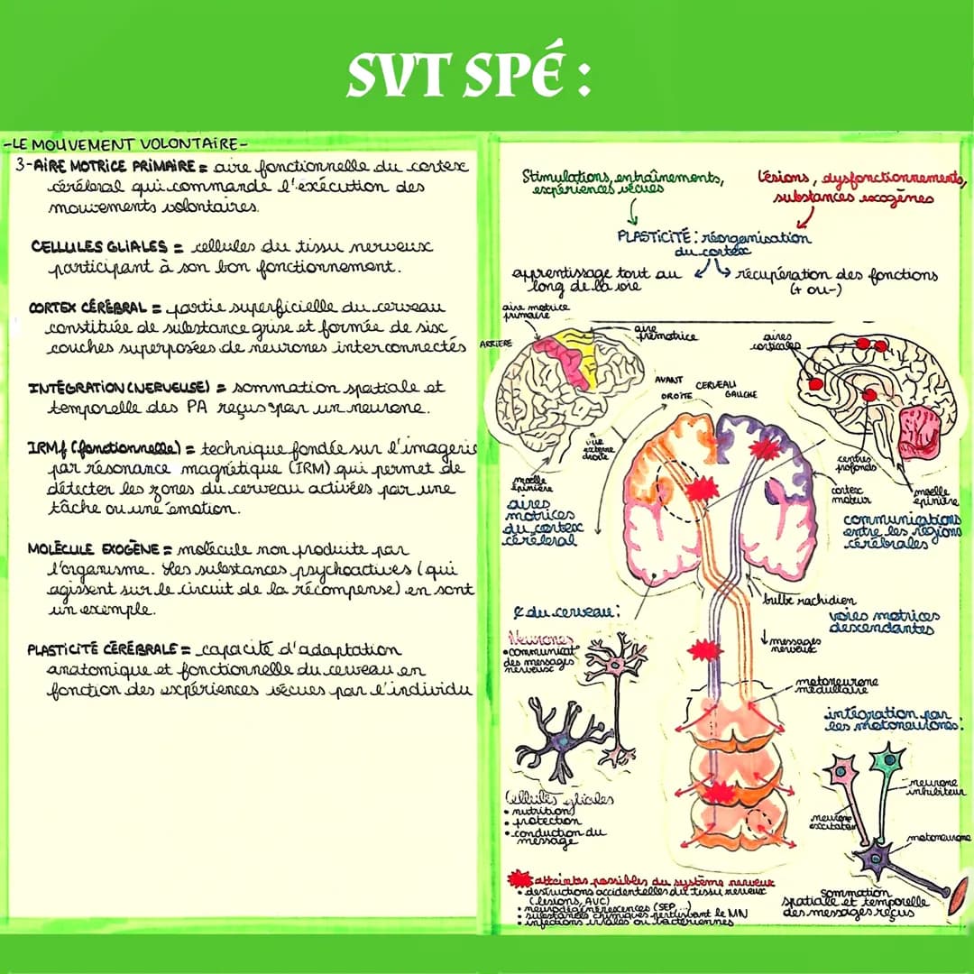 SVT SPÉ:
Chème 4: Corps humain et santé
Le Mouvement Volontaire
I-Cerveau et mouvement volontaire
▶ L'imagerie par résonance magnétique fonc