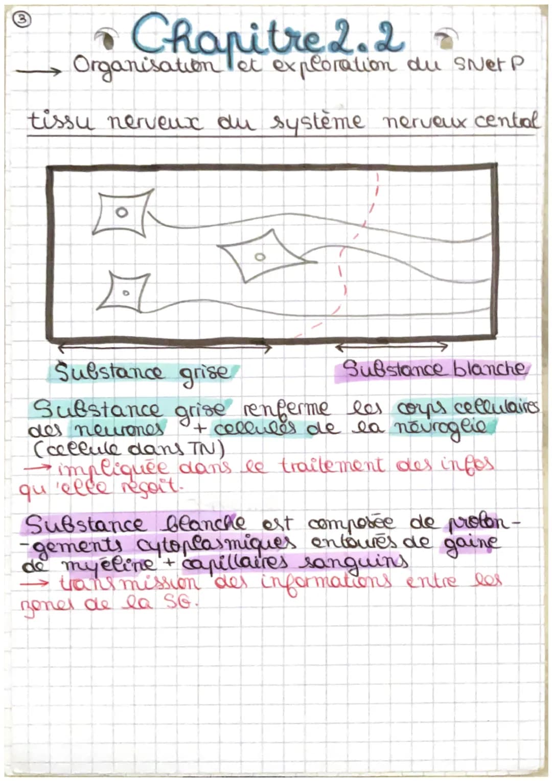 • Chapitre 2.2 s
Organisation et exploration du SNet P
tissu nerveux du système nerveux central
A
O
Substance grise
Substance blanche
Substa