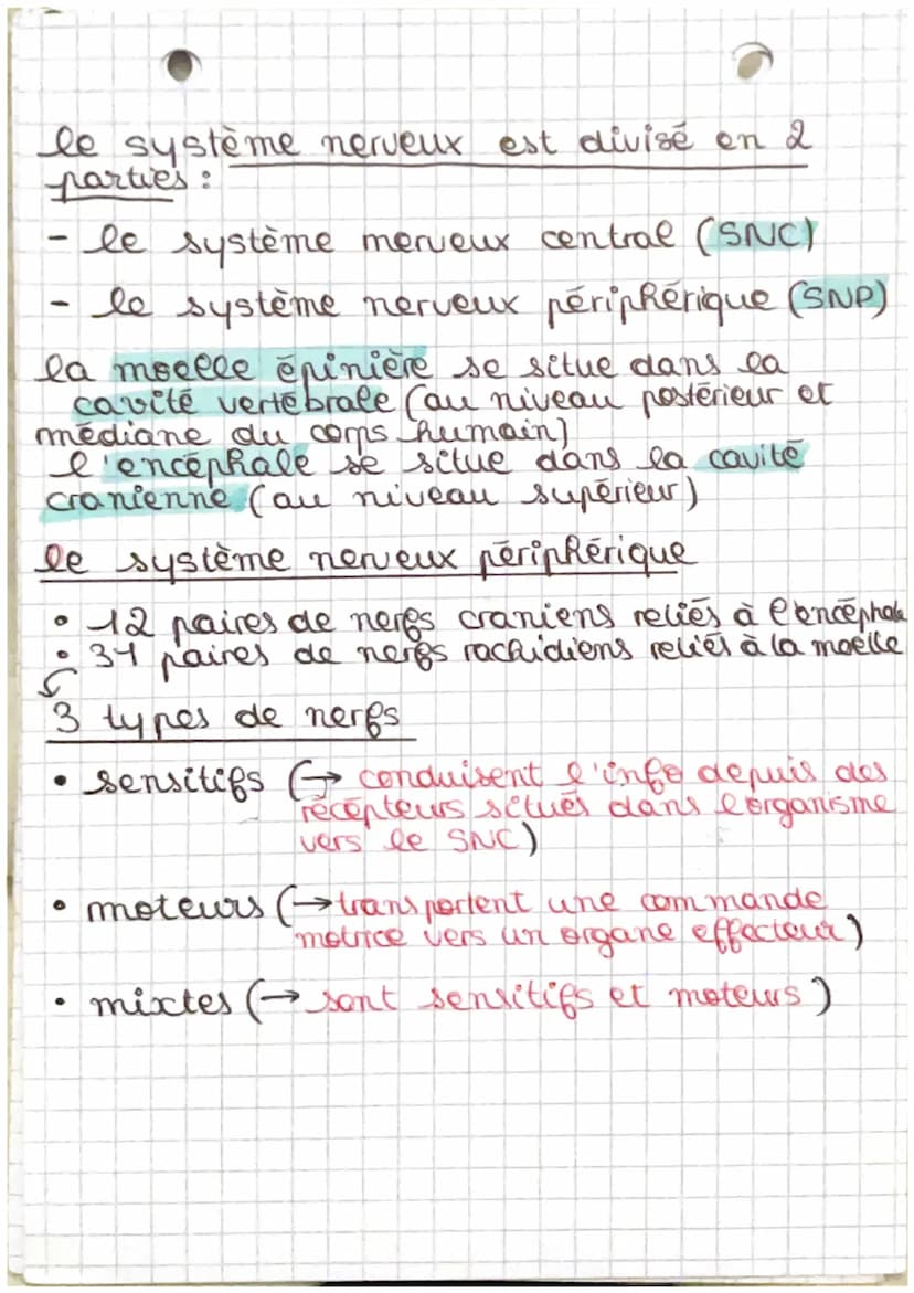 • Chapitre 2.2 s
Organisation et exploration du SNet P
tissu nerveux du système nerveux central
A
O
Substance grise
Substance blanche
Substa