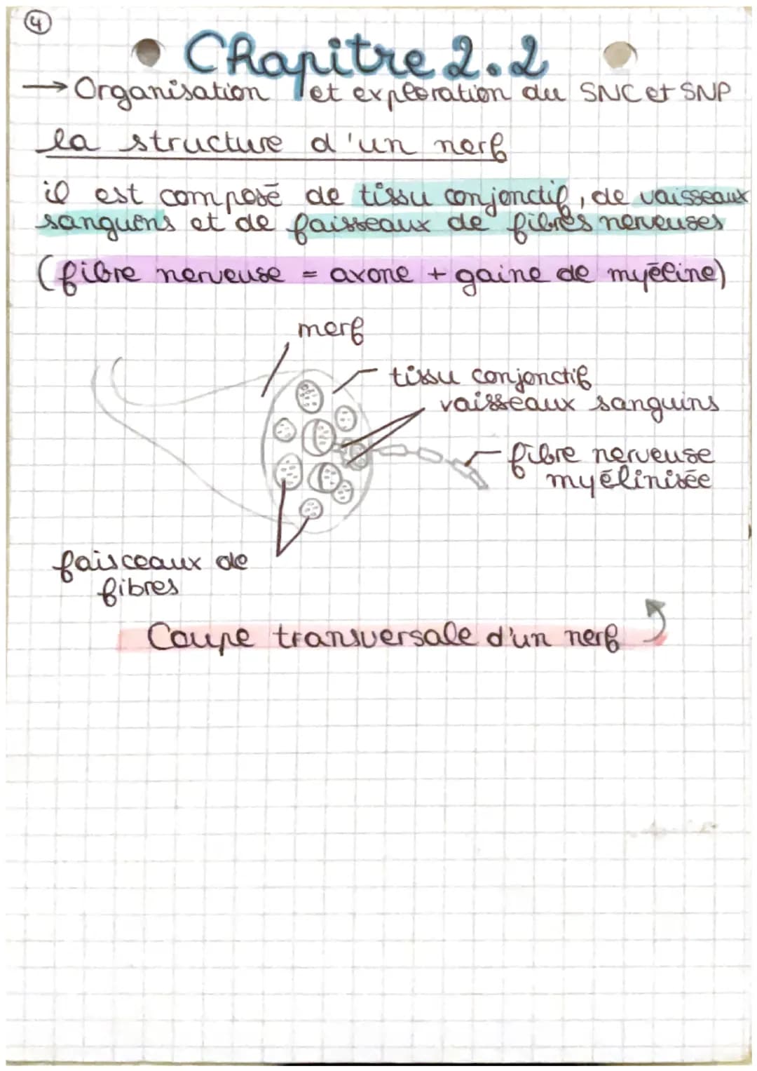 • Chapitre 2.2 s
Organisation et exploration du SNet P
tissu nerveux du système nerveux central
A
O
Substance grise
Substance blanche
Substa