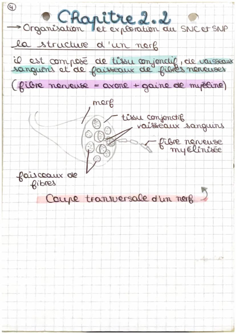 • Chapitre 2.2 s
Organisation et exploration du SNet P
tissu nerveux du système nerveux central
A
O
Substance grise
Substance blanche
Substa