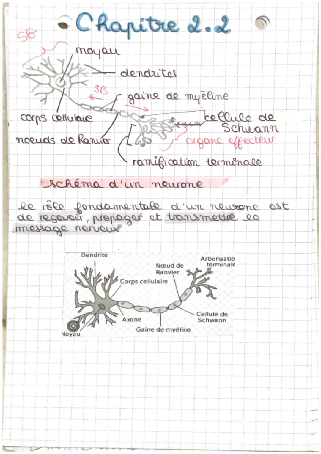 • Chapitre 2.2 s
Organisation et exploration du SNet P
tissu nerveux du système nerveux central
A
O
Substance grise
Substance blanche
Substa