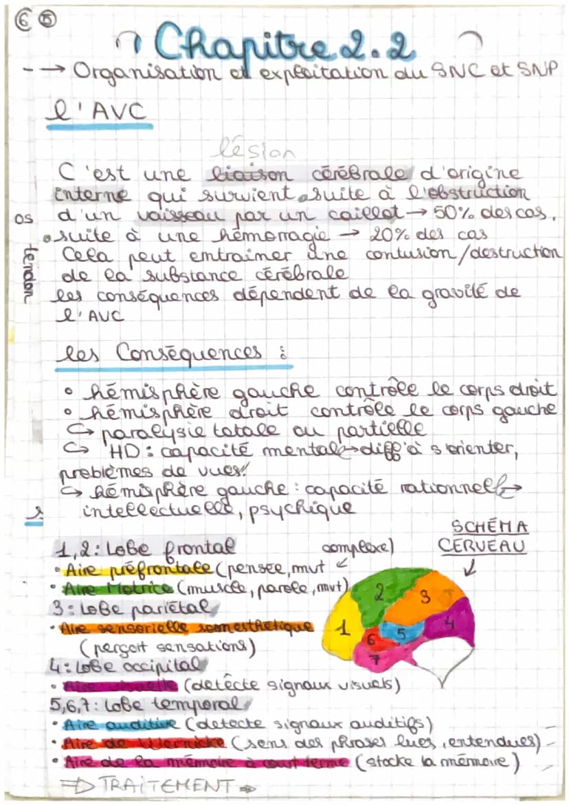 • Chapitre 2.2 s
Organisation et exploration du SNet P
tissu nerveux du système nerveux central
A
O
Substance grise
Substance blanche
Substa