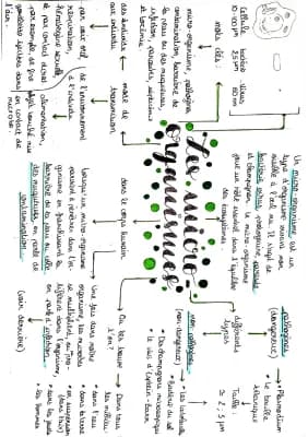 Know Les micros organismes - Carte mentale  thumbnail