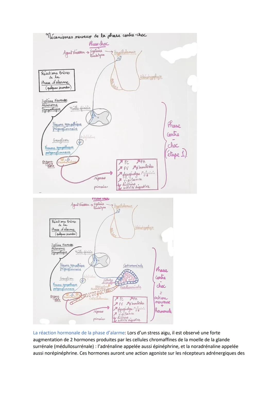 Les agents stresseurs: Est considéré comme un agent stresseur, une situation imprévisible nouvelle
et qui peut présenter une menace pour l'o