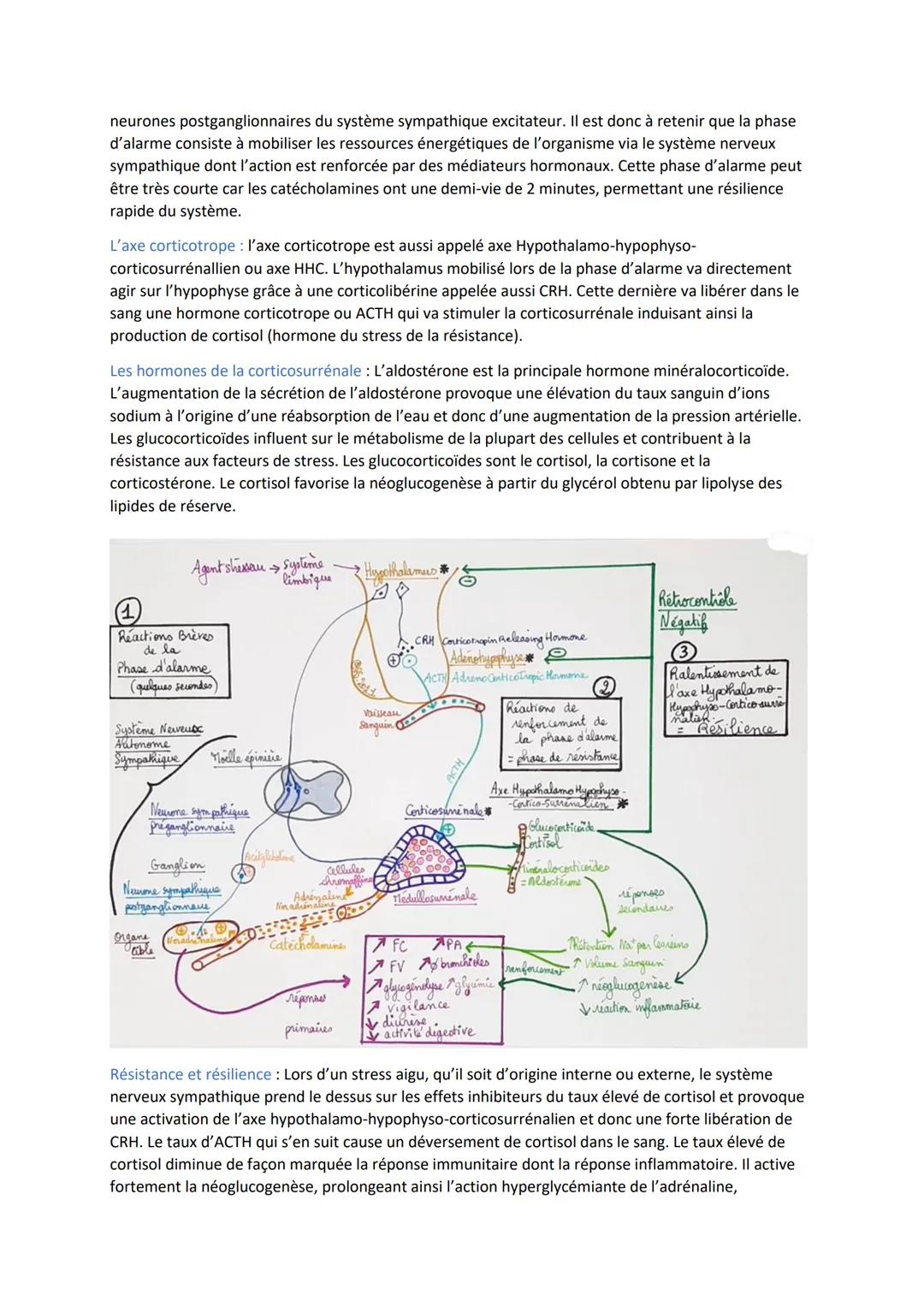 Les agents stresseurs: Est considéré comme un agent stresseur, une situation imprévisible nouvelle
et qui peut présenter une menace pour l'o