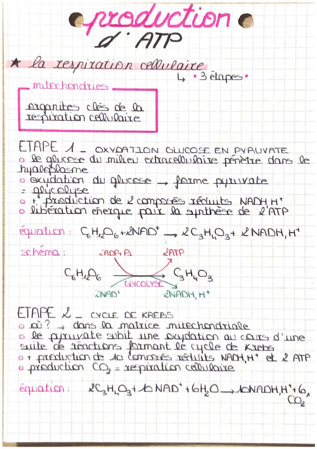 La production d’ATP par la respiration cellulaire