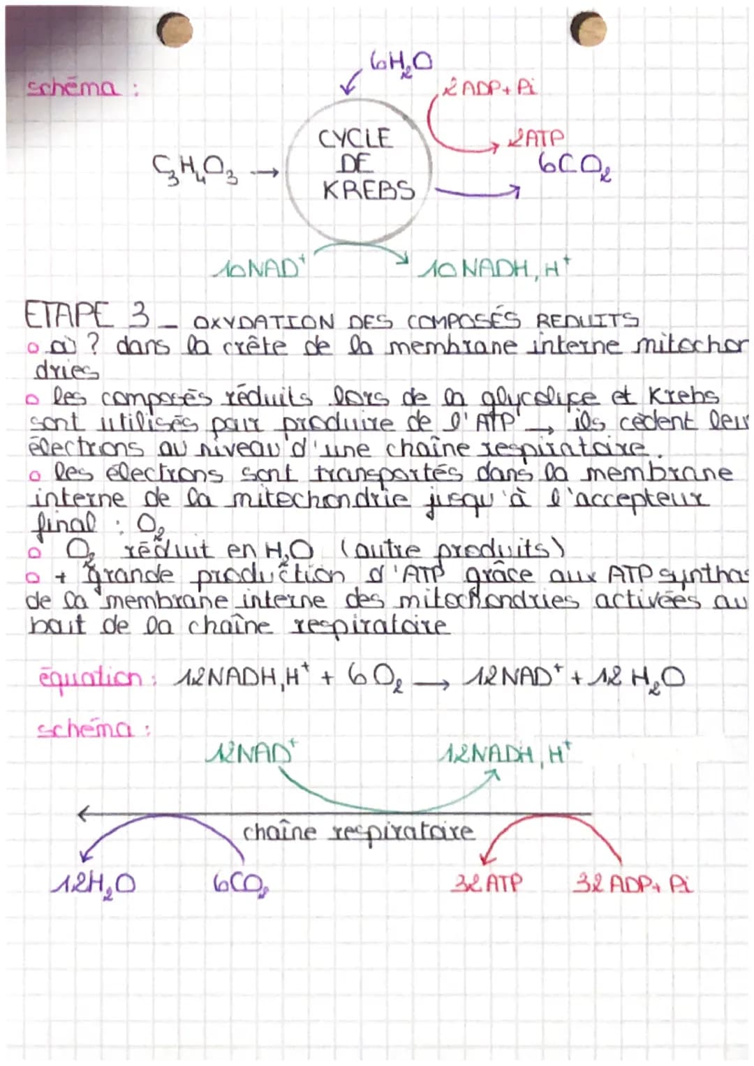 •production.
d ATP
★ la respiration cellulaire
mitochondries
4·3 étapes.
Arganites clés de la
respiration cellulaire.
ETAPE 1 OXYDATION GLUC