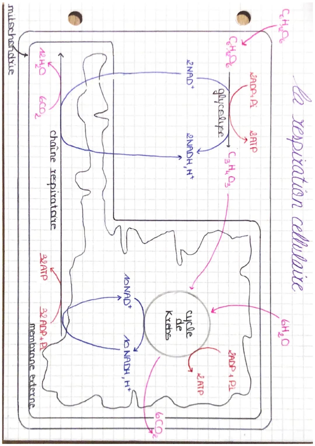 •production.
d ATP
★ la respiration cellulaire
mitochondries
4·3 étapes.
Arganites clés de la
respiration cellulaire.
ETAPE 1 OXYDATION GLUC