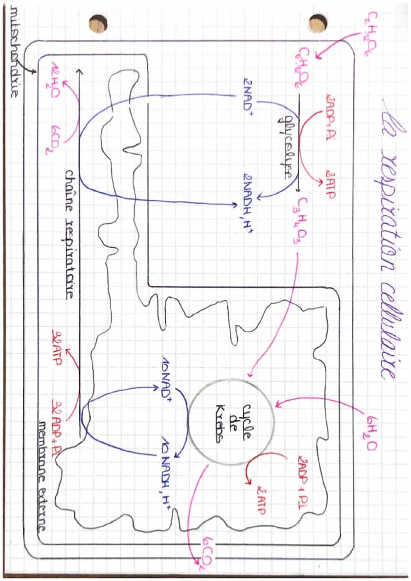 •production.
d ATP
★ la respiration cellulaire
mitochondries
4·3 étapes.
Arganites clés de la
respiration cellulaire.
ETAPE 1 OXYDATION GLUC