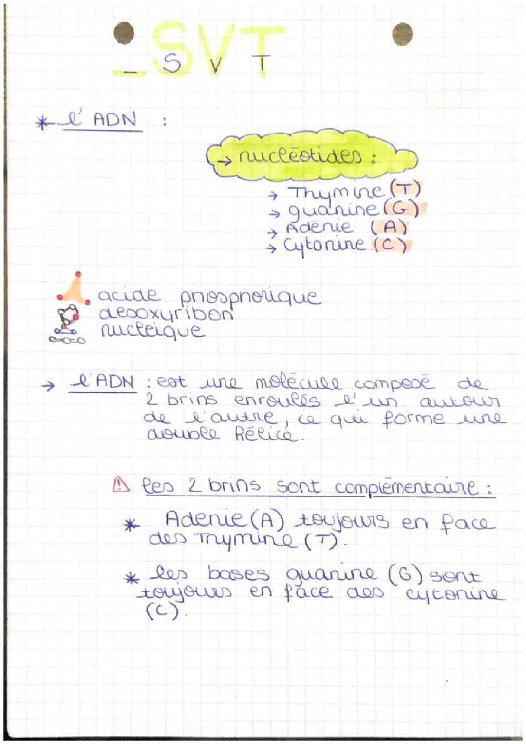l’ADN 
