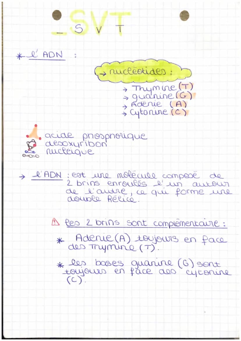 e ADN
S
V
T
nucleotides:
→ Thymine (T)
→guanine (G)
Adenie (A)
→ Cytonine (c)
acide phosphorique
decoxyribon
nucleique
l'ADN : est une moléc