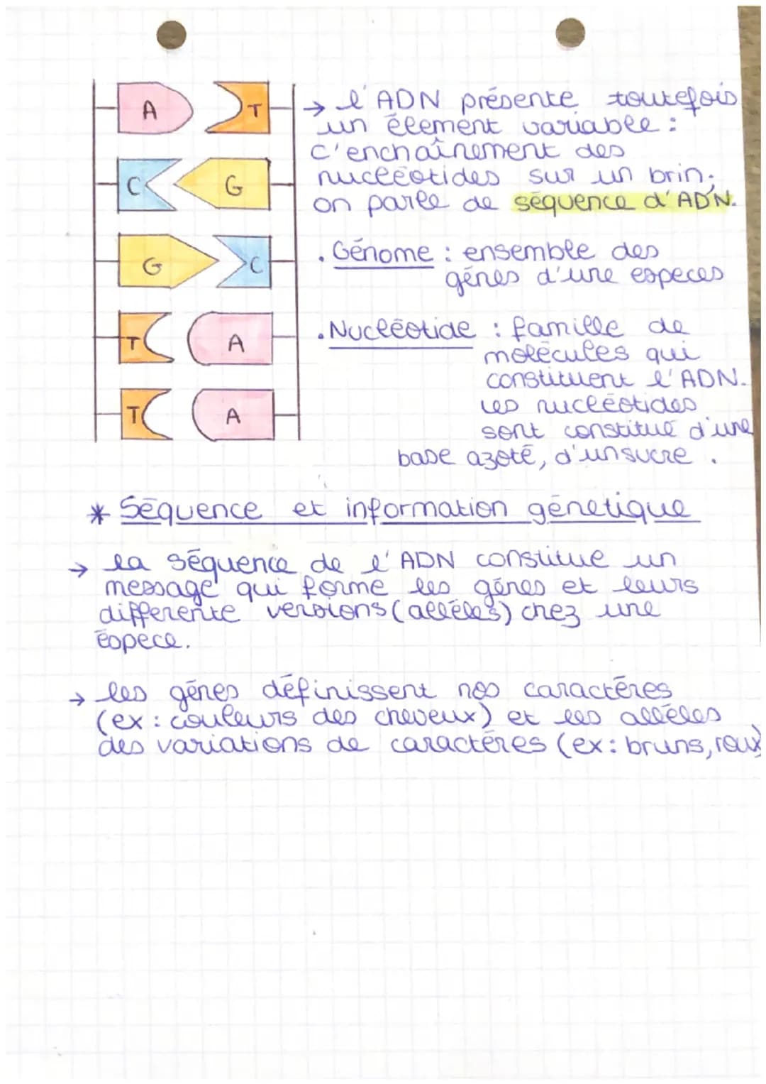e ADN
S
V
T
nucleotides:
→ Thymine (T)
→guanine (G)
Adenie (A)
→ Cytonine (c)
acide phosphorique
decoxyribon
nucleique
l'ADN : est une moléc