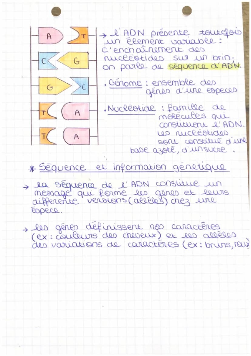 e ADN
S
V
T
nucleotides:
→ Thymine (T)
→guanine (G)
Adenie (A)
→ Cytonine (c)
acide phosphorique
decoxyribon
nucleique
l'ADN : est une moléc