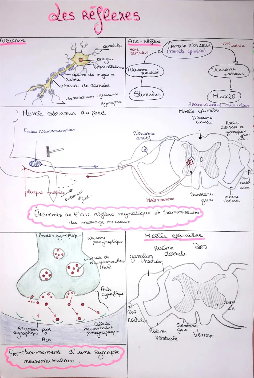 Schémas Bac SVT: Arc Réflexe et Neurotransmetteurs