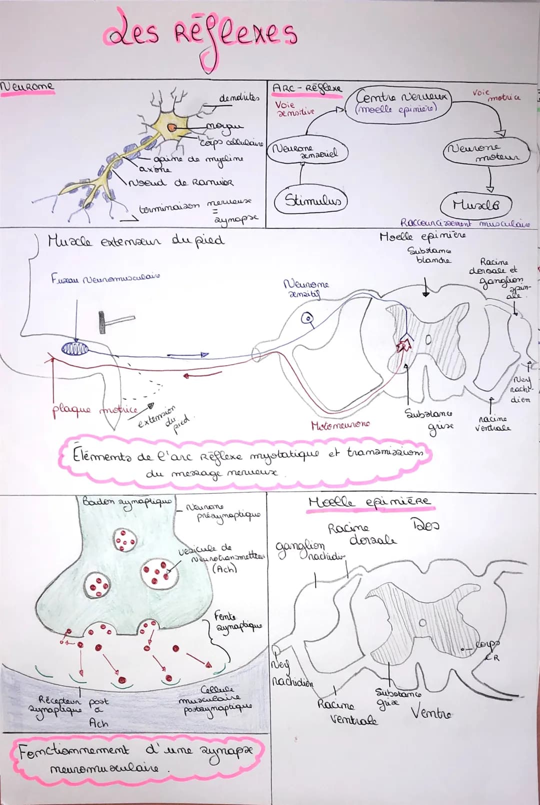 Neurome
des Regeexes
dendrites
・gaine de
axone
iNsend de Ramuer
terminaison nerveuse
=
аутарх
Muache extemaeur du pied
Fuxan Neuromusculaire